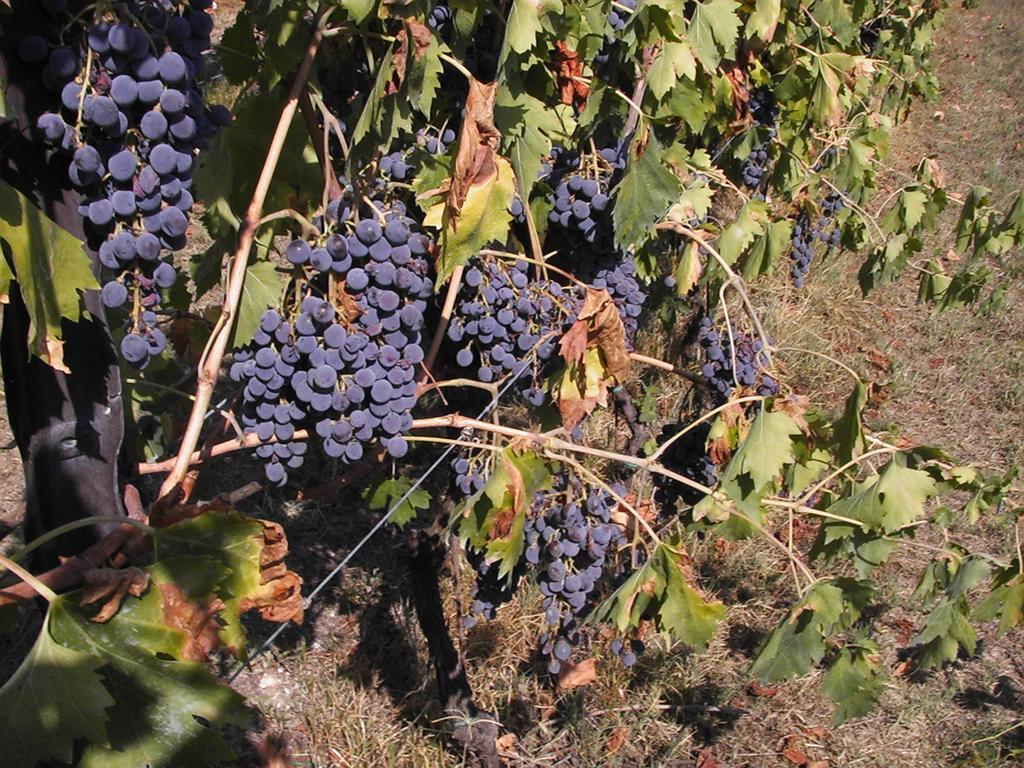 SantʼAmbrogio di Valpolicella B&B Al Cristo מראה חיצוני תמונה