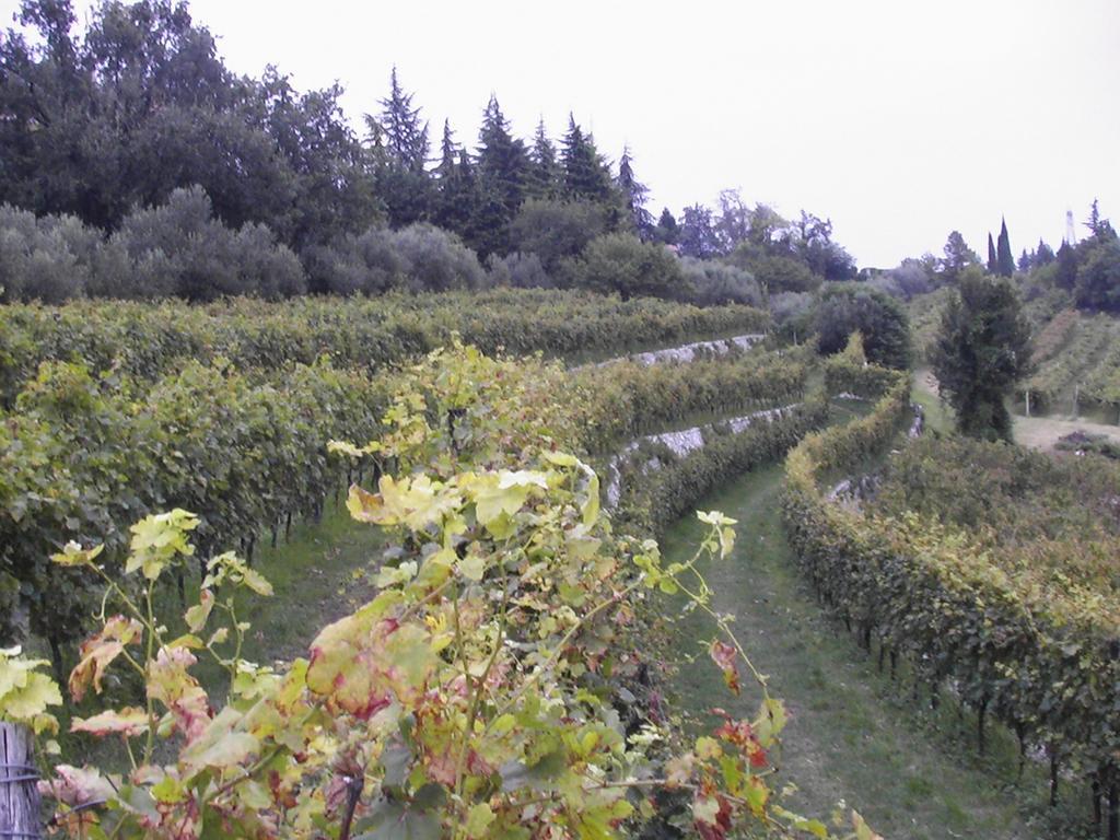 SantʼAmbrogio di Valpolicella B&B Al Cristo מראה חיצוני תמונה