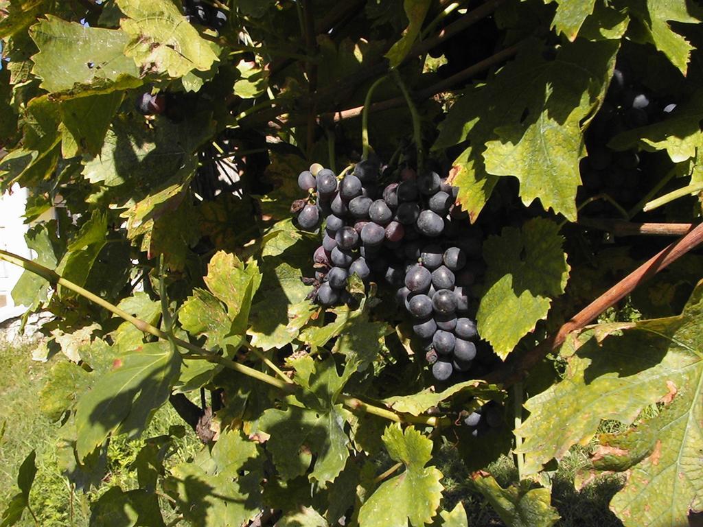 SantʼAmbrogio di Valpolicella B&B Al Cristo מראה חיצוני תמונה